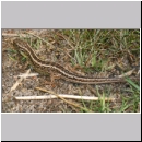 Lacerta agilis - Zauneidechse w18.jpg